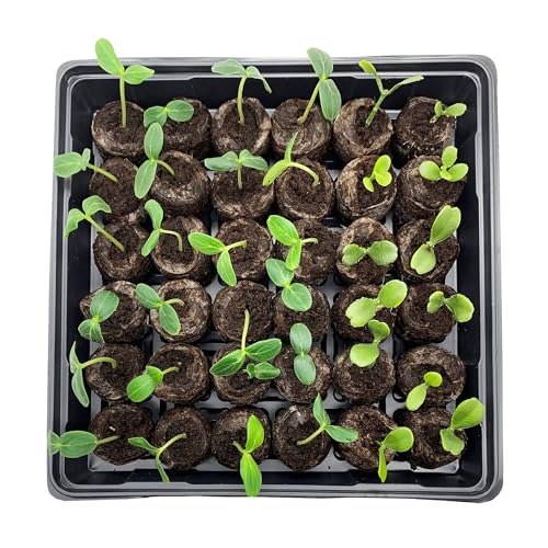 Jiffy Seed Starting Tray Kit - 36 Cell Plant Starter Trays, Portable - 11 x 11 x 4.25 in - 4 Pack - style: 4 Greenhouse Kit