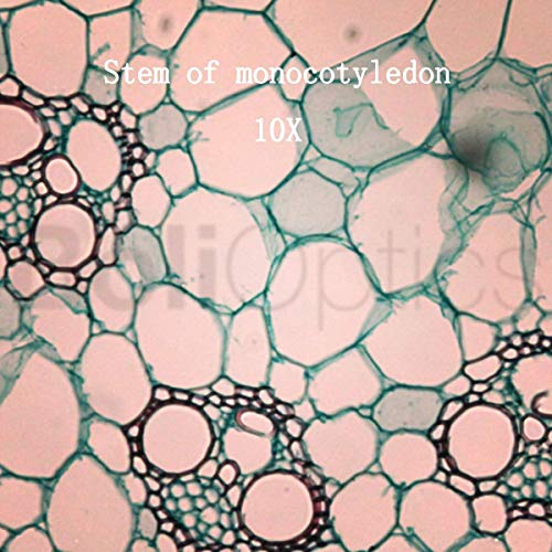 BoliOptics 50 Prepared Microscope Slides General Biology Specimen Set Plant Animal Human Anatomy Cells for Students Hobbyists Beginners Kids Homeschool, SL39901007