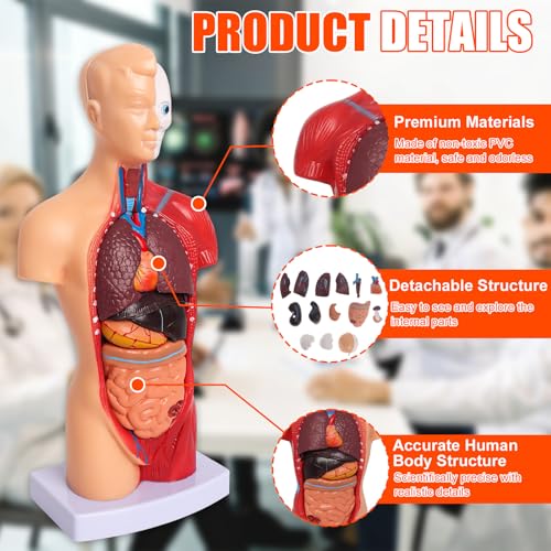 Human Anatomy Models Bundle Set, Brain, Human Torso Body, Heart & Skeleton