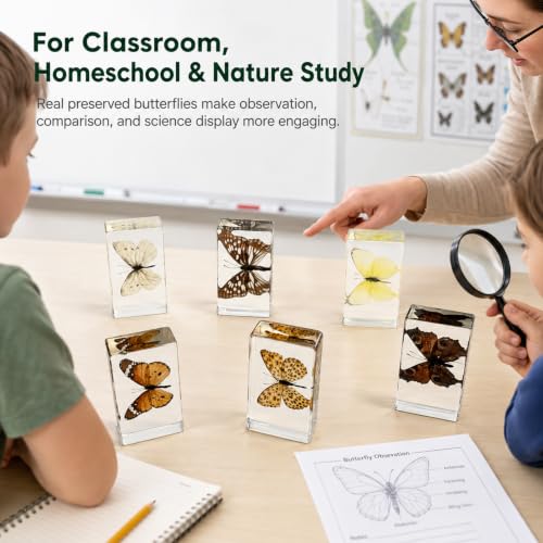 6pcs Real Butterfly Specimen,Taxidermy Butterfly Collection in Resin - color: 6Pcs Butterfly Specimen