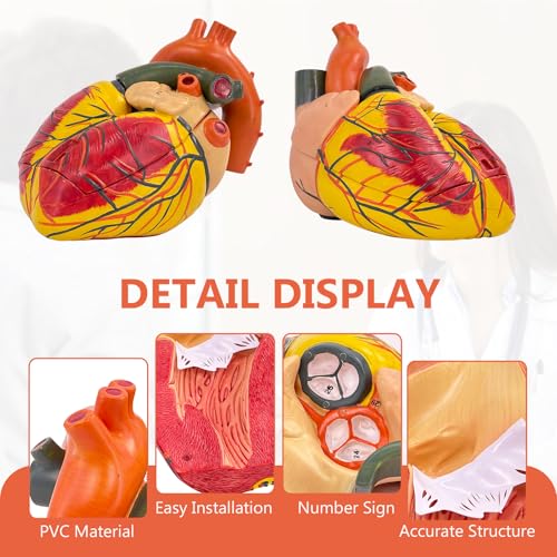 JNMFTD 3X Enlarged Anatomical Heart Model,3 Part Removable Human Heart Model with Ventricles Atria Valves Veins Artery Magnetic Assembly Colorful Number Guide for Science Classroom Cardiology Study - size: 16"L x 5"W