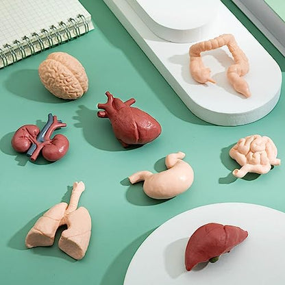 8PCS Mini Human Body Model for Kids
