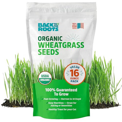 Back to the Roots 100% Organic Wheatgrass Seeds | 1 Pound Non-GMO | Nutrient Dense, Easy to Grow | Cat Grass Planter Seeds - color: Wheatgrass 1lb