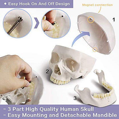 Human Adult Skull Anatomical Model, 3 Part, Life Size 9" Height