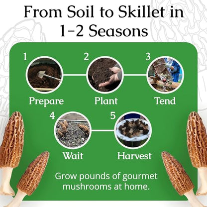 Morel Mushroom Growing Kit (Morchella)
