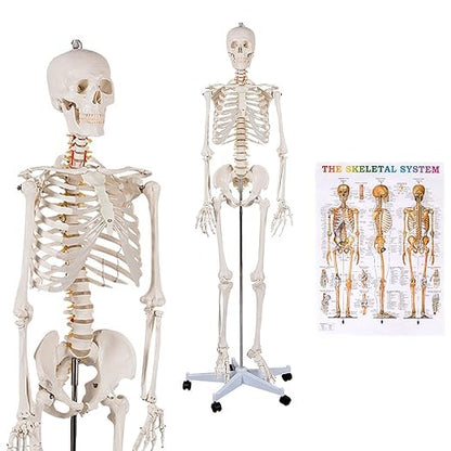 Nightcore 70.8 Foot Human Skeleton Model, Life-Size Skeleton with Rolling Bracket, Medical Model with 2 Caster Brakes, Removable Skeleton with Moving Arms & Legs, Ideal for Anatomy