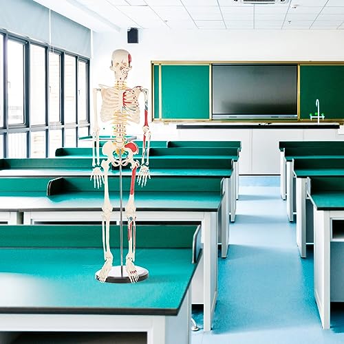 breesky Human Skeleton Model for Anatomy: Metal Stand & Removable Joints - color: Red+blue+white