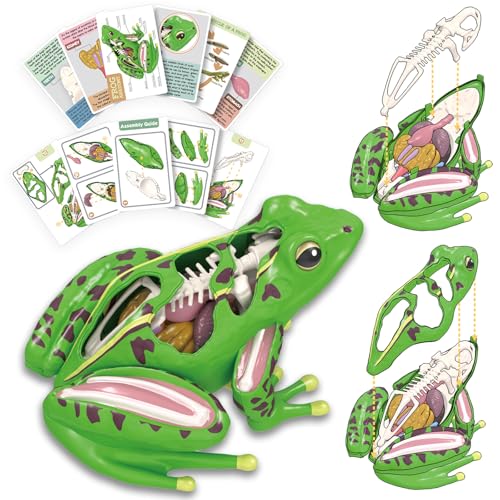 LUCKY GUESS 4D Frog Anatomy Model 23-Part Puzzle with Flash Cards