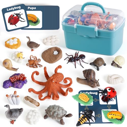 Life Cycle Toys for Kids - Life Science Education Kits: Ladybug, Ants, Goose, Land Turtle, Snail, Octopus - 24 Pieces Animal Models STEM Learning Toys for 3-10 Year Old - style: Ladybug/Ants/Goose/Land Turtle/Snail/Octopus