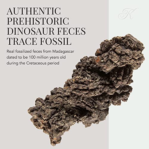 KALIFANO Authentic Prehistoric Dinosaur Coprolite Feces Trace Fossil - Fossilized Dinosaur Dung Poop Coprolite from Madagascar (Information Card Included) - color: Coprolite Feces Trace