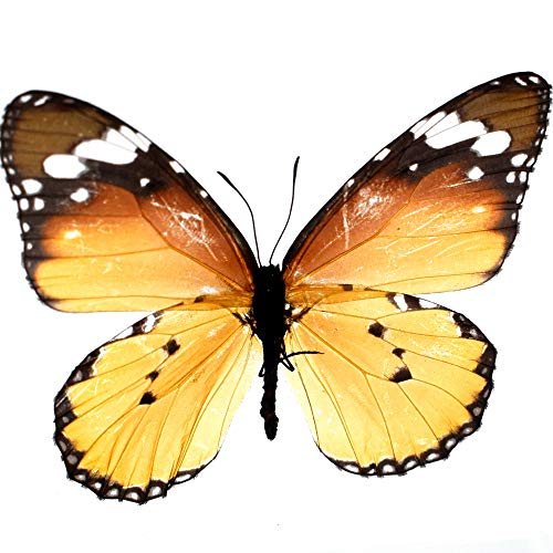 Real Insect Butterfly Specimen Paperweight Animal Taxidermy Collection Display Sciecne Classroom Specimen for Science Education (Butterfly 2) - color: Butterfly 2