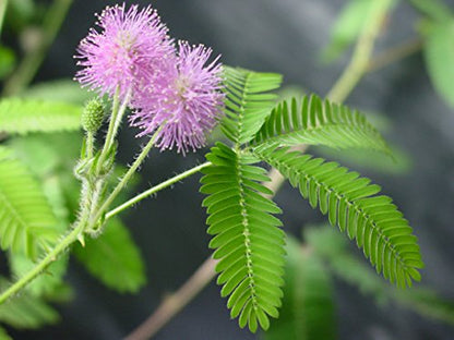 Product 1: TickleMe Plant Seeds Packets (2) Product 2: Mother's Day/Birthday TickleMe Plant Gift Box Set
