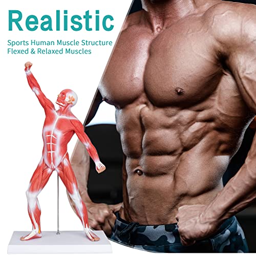 Human Muscles Anatomy Model - Miniature Superficial Anatomical Muscular Movement System Model Mini 1/4 Life Size Anatomical Reference Model for Medical Office & Professional Academic Institutions
