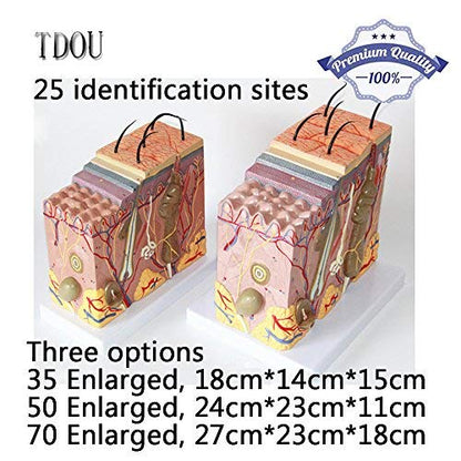 50X TDOU 35/50/70 Times Human Big Anatomical Skin Magnified Tissue Structure Model with Hair 35X/50X/70X Enlarged for Biology Minimally Invasive Cosmetic Surgery Teaching Models(50X)