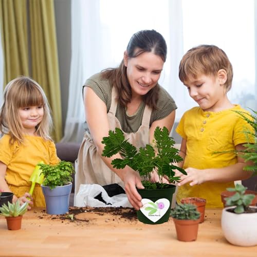 Product 1: TickleMe Plant Seeds Packets (2) Product 2: Mother's Day/Birthday TickleMe Plant Gift Box Set
