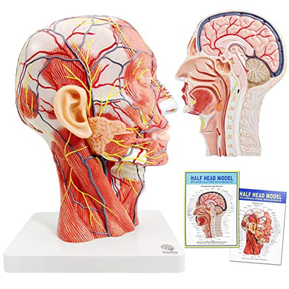 Human Half Head Superficial Neurovascular Model with Musculature, Life Size - style: Classic Model
