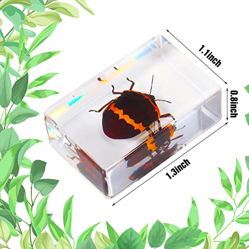12 Pcs Insect Specimens for Kids Bug Collection Kit, Cricket - style: Cricket