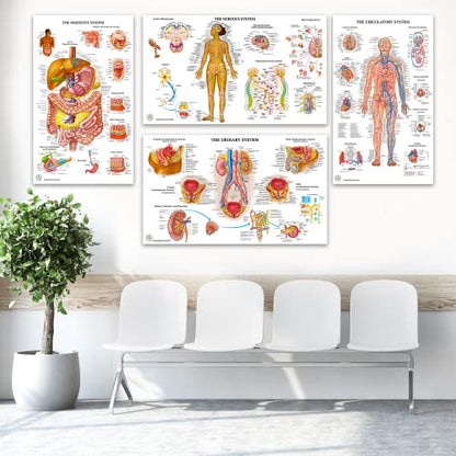 12 Human Anatomy Posters - Medical Posters 18x30 - Laminated Poster