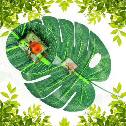 CroBlissful 6 Pcs Insect in Resin Specimen Bugs Collection Paperweights Bugs in Resin Bug Collection Kit for Kids Scientific Educational Toy Classroom Display Supplies
