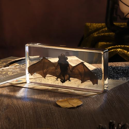 Taxidermy Bat, Real Bat Specimens Animal Specimen in Resin for Science Classroom Science Education, Great Gift for Fans of Taxidermy, Animal Skull, Oddities, Biology(5.5x2.5x0.7 Inch) - color: Taxidermy Bat (5.5x2.5x0.7 inch)