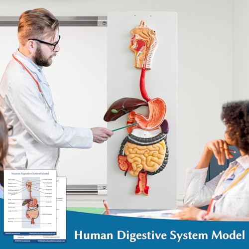 JNMFTD Human Digestive System Anatomy Model,Life Size 2 part Removable Stomach Nasal cavity Pharynx Liver Stomach Rectum Intestine with Product Manual Card Labeled Numbered for Medical Education Study