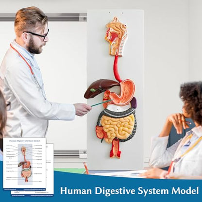 JNMFTD Human Digestive System Anatomy Model,Life Size 2 part Removable Stomach Nasal cavity Pharynx Liver Stomach Rectum Intestine with Product Manual Card Labeled Numbered for Medical Education Study