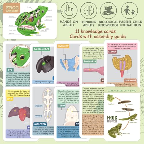 LUCKY GUESS 4D Frog Anatomy Model 23-Part Puzzle with Flash Cards