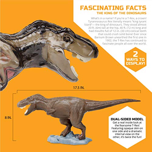 Discovery™ 4D T-Rex Anatomy Kit, Jurassic Dinosaur Puzzle Figure, Interactive Archaeology & Paleontology Model, Learn Science & Biology, Fun & Educational STEM Toy Gift for Kids Ages 6+