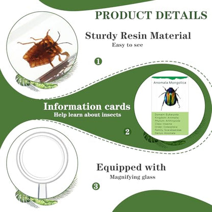 Briwooody 12 Pcs Insect in Resin Specimen, Bugs Collection, Beetle - style: Beetle