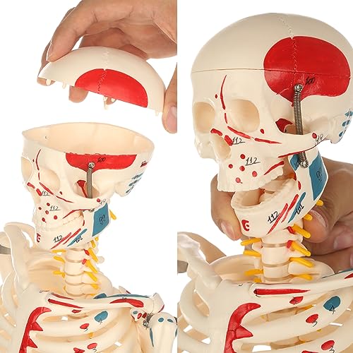 breesky Human Skeleton Model for Anatomy: Metal Stand & Removable Joints - color: Red+blue+white