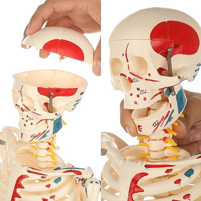 breesky Human Skeleton Model for Anatomy: Metal Stand & Removable Joints - color: Red+blue+white