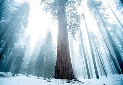 California Giant Sequoia | Tree Seed Grow Kit | The Jonsteen Company