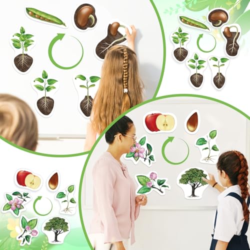 Relaxweex 12 Pcs Magnetic Plant Life Cycle Toys for Kids Educational Preschool Science Center Materials Plant Life Cycle for Kids Science Exploration Activities Learning Game Classroom Supplies