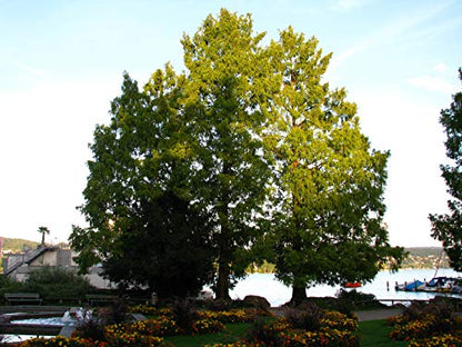 Jurassic Dawn Redwood | Tree Seed Grow Kit | The Jonsteen Company
