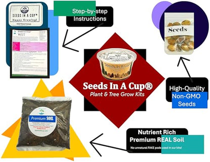 Seeds in A Cup: Tree Starter Kit - Cedar Tree Growing Kit for Indoor/Outdoor use - style: Cedar