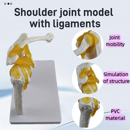 6-Piece Joint Models Set - Life-Size Human Joints Model with Ligaments, Anatomy Models for Shoulder, Knee, Hip, Elbow, Hand and Foot, Ideal for Medical Teaching, Lab Training and Patient Communication