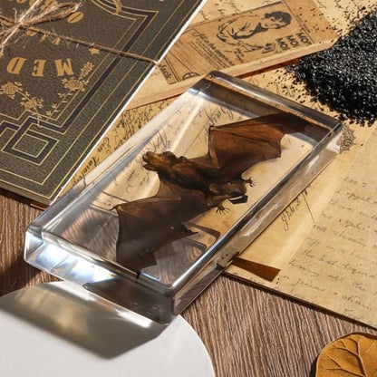 Taxidermy Bat, Real Bat Specimens Animal Specimen in Resin for Science Classroom Science Education, Great Gift for Fans of Taxidermy, Animal Skull, Oddities, Biology(5.5x2.5x0.7 Inch) - color: Taxidermy Bat (5.5x2.5x0.7 inch)