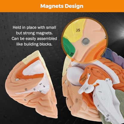 BEAMNOVA Human Brain Model, 2 Times Life Size Detachable Anatomy Model