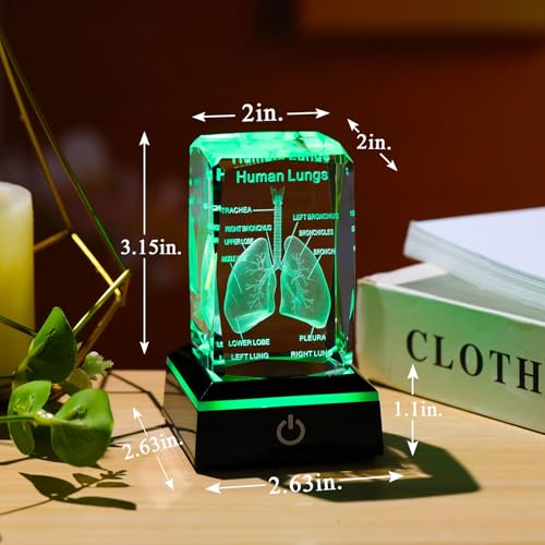 Movdyka 3D Human Lung Anatomy Model Biology Doctor Gifts for Men - color: Lung