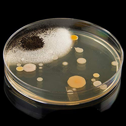 Steve Spangler's Growing Bacteria Science Experiment Kit