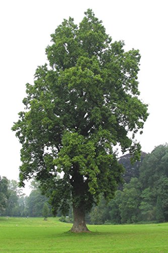 Tulip Poplar | Tree Seed Grow Kit | The Jonsteen Company