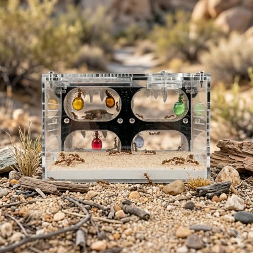 Strata Series - QuadCave Ant Nest with Starter kit - size: QuadCave