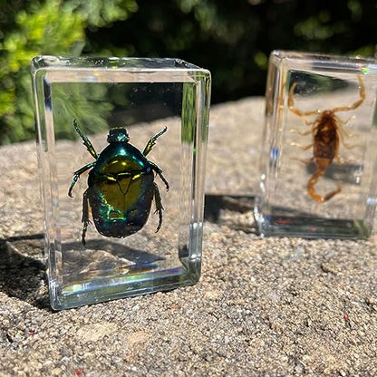 Geoworld 10 Insect Specimens Set - Real Beetles, Scorpions, Crickets in Resin with Magnifying Glass & Booklet - Great for Science Projects - Kids Scientific Educational Toy