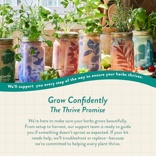 Modern Sprout Mason Garden Jar - Self-Watering Hydroponics Kit - Basil - color: Basil, size: Garden Jars