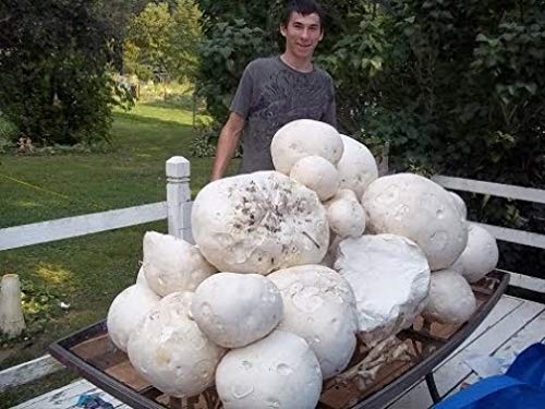 Giant Puffball Mushroom Spores in Grains – Calvatia Gigantea for Planting