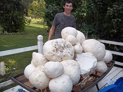 Giant Puffball Mushroom Spores in Grains – Calvatia Gigantea for Planting