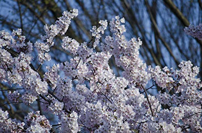 Bonsai Tree Grow Kit | Japanese Flowering Cherry | White Design | The Jonsteen Company
