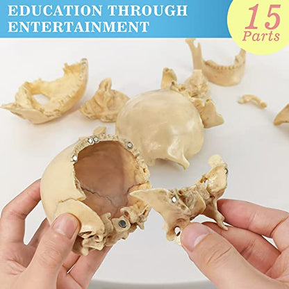 Human Skull Anatomy Model, 15 Parts, 1:2 Life Size