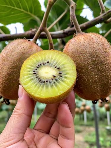 Non-GMO Fruit Seeds Assortment (430PCS) - 100 Grape, 100 Apple, 100 Kiwi, 10 Sugar Apple, 100 Mulberry, 20 Cherry Seeds, Adaptable for Pots & Gardens, Indoor Outdoor Usage