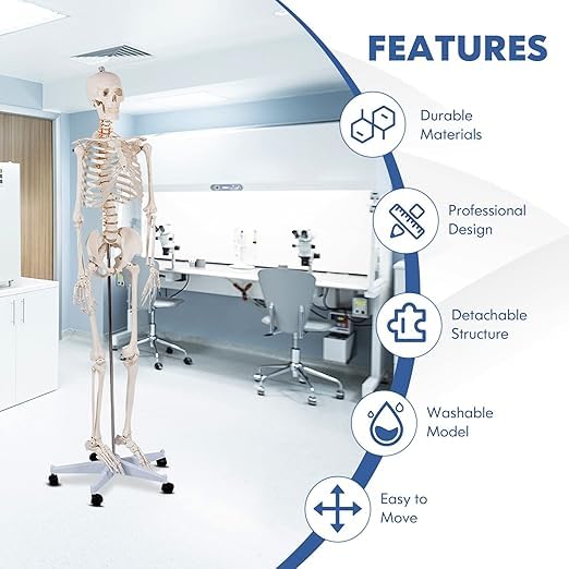 Nightcore 70.8 Foot Human Skeleton Model, Life-Size Skeleton with Rolling Bracket, Medical Model with 2 Caster Brakes, Removable Skeleton with Moving Arms & Legs, Ideal for Anatomy